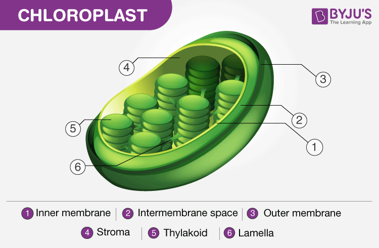 Structure of Chloroplast