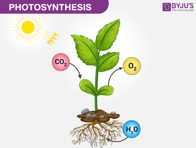 Make A Chart On Photosynthesis