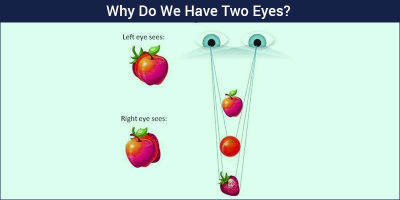 Why Do We Have Two Eyes