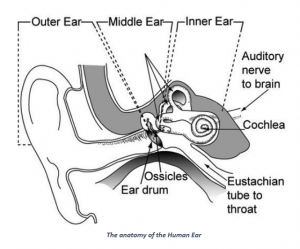 Ear Diagram S Wave