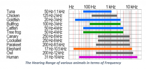 S Wave hearing range