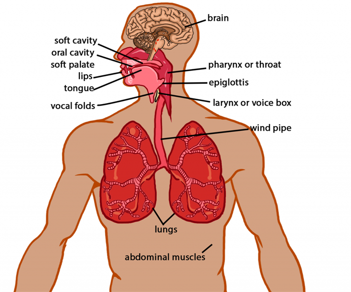 Voice Body The Human Voice - How Do Humans Create Sound With Their Vocal Cord