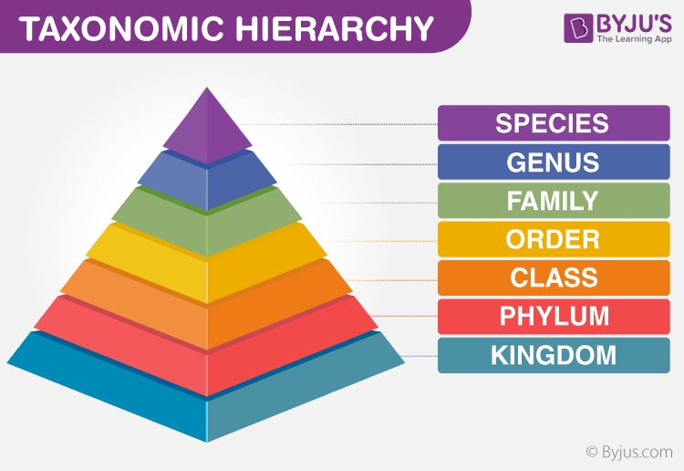 taxonomic-hierarchy-in-biological-classification