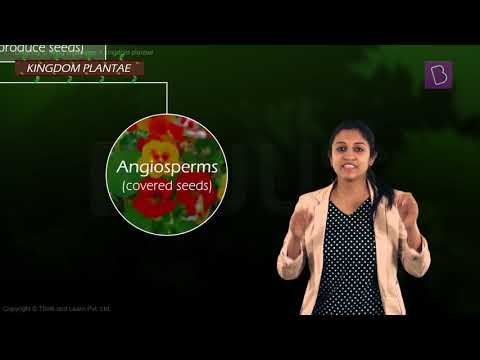 gymnosperms and angiosperms