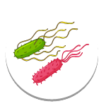 Bacteria and Archaea Bacteria and Archaea