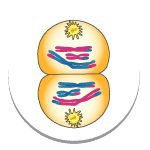 Cell Division Cell Division