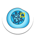 Molecular Genetics Molecular Genetics
