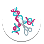Gene Regulation Gene Regulation