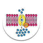 Membranes and Transport Membranes and Transport