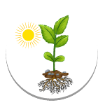Photosynthesis Photosynthesis