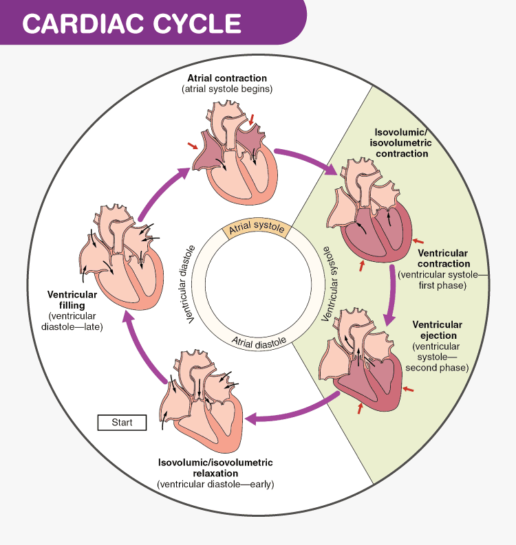 Cardiac Cycle  