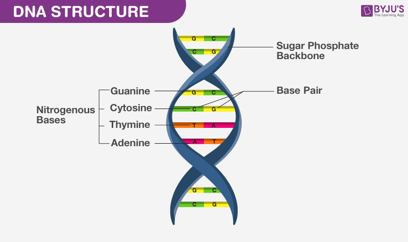 Cấu trúc của DNA