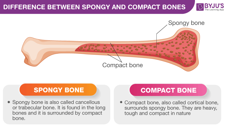 Difference Between Spongy and Compact Bones - Spongy vs ...