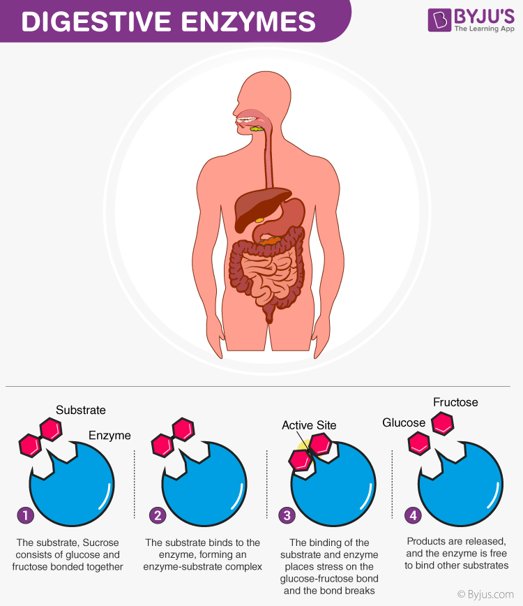 enzymes in the body