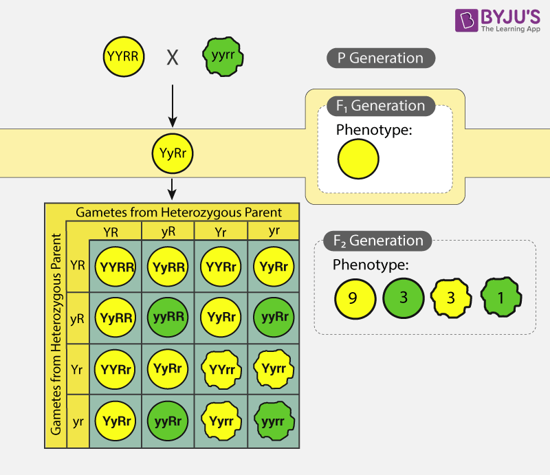 law of random segregation