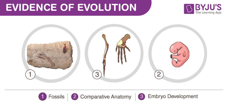 Evidence Of Evolution Fossils Comparative Anatomy Embryo Development