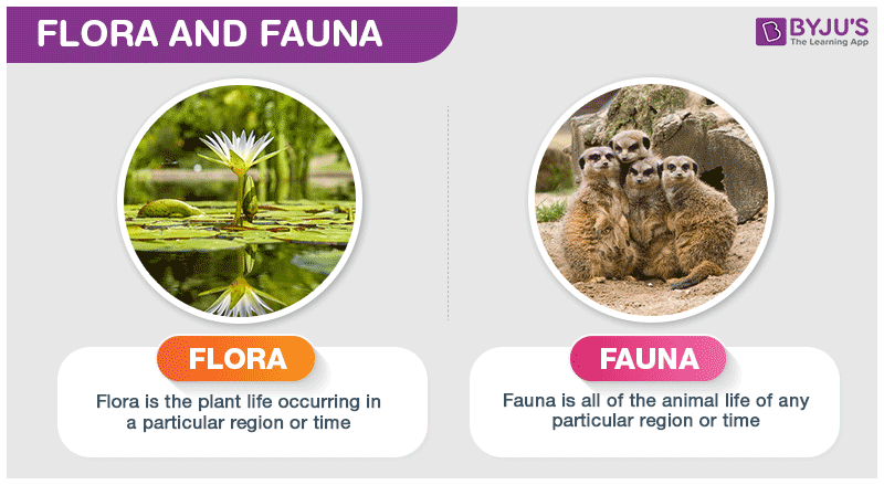 Flora and Fauna Mean  Flora  And Fauna  Meaning  Importance Of Flora  And Fauna 