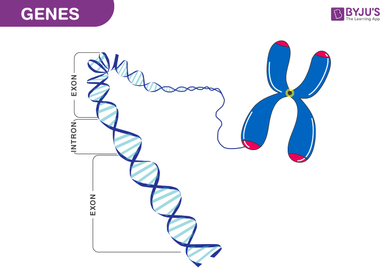 Genes  U2013 Characteristics  Structure And Functions Of Gene