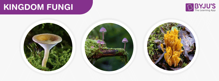 5 examples of fungi