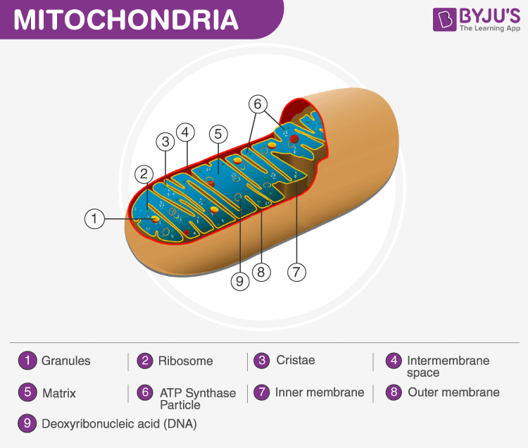 Diagram Of Mitochondria