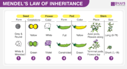 Mendel's laws