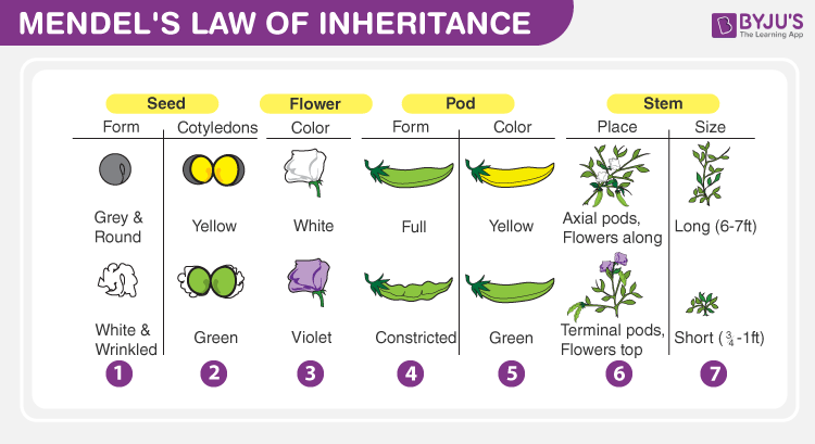 Mendels Law Of Inheritance Easy Explanation