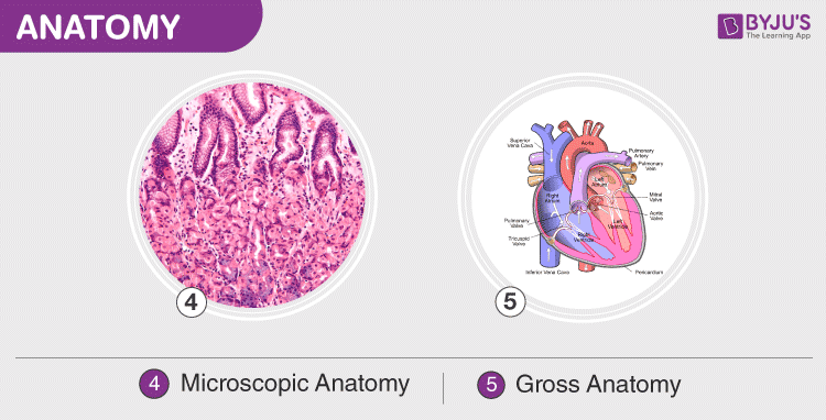 Microscopic and Gross Anatomy