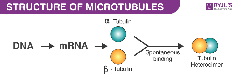 microtubule diagram