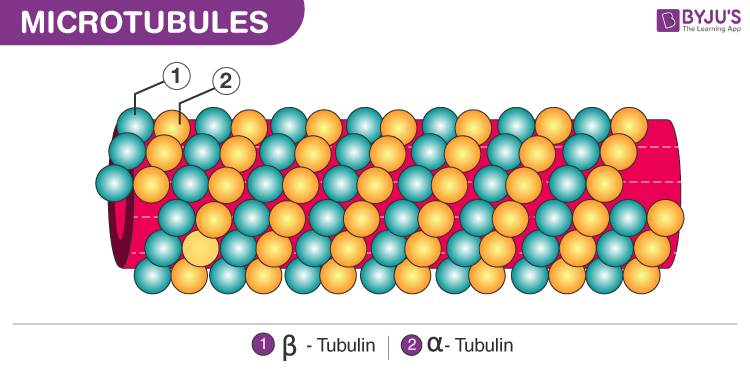 What Does Microtubule Mean