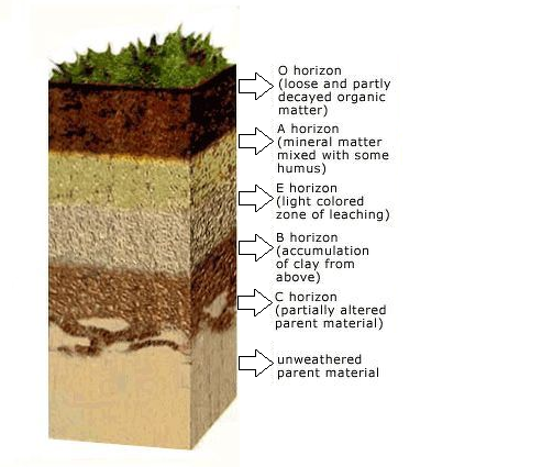 NCERT Solutions For Class 7 Science Chapter 9-1 cross section of soil