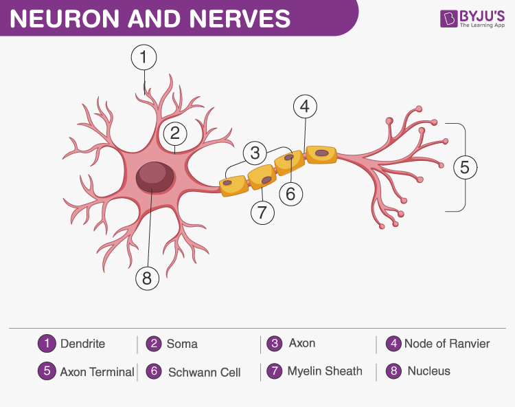 Neuron - Class 11 biology important diagrams