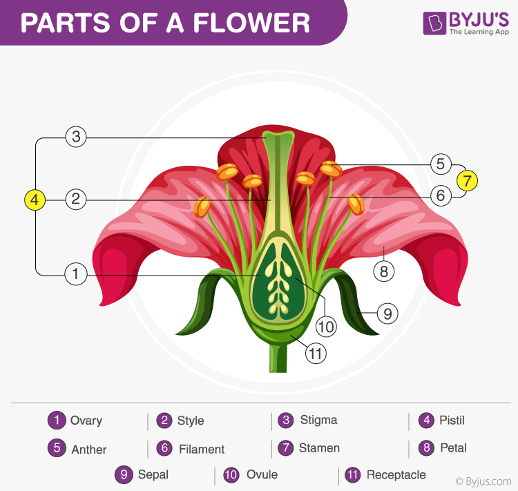 parts of a flower