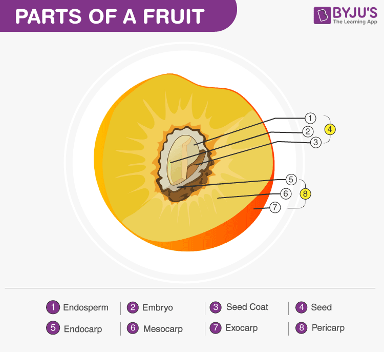 Science class Fruits Formation, Parts and Types of Fruits