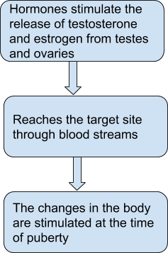 Reaching the Age of Adolescence Class 8 Notes- Chapter 10 Reaching the Age of Adolescence Class 8 Notes- Chapter 10