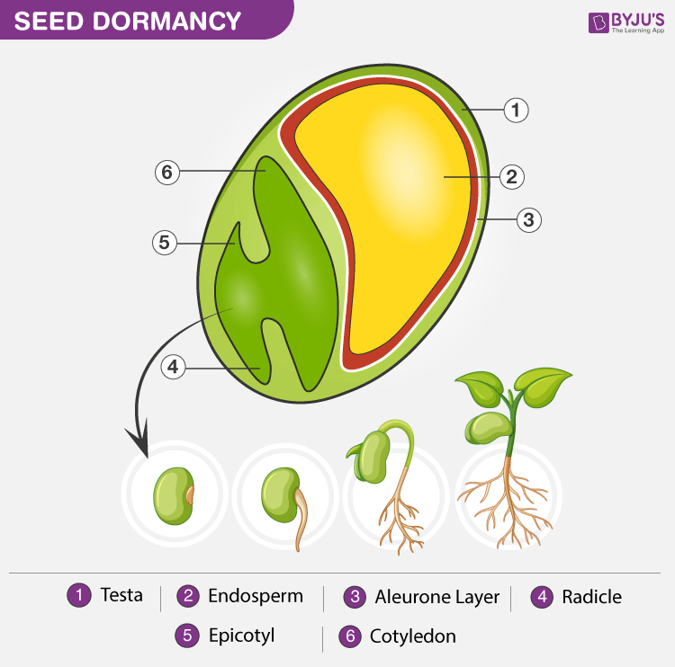 Dormancy of Seeds