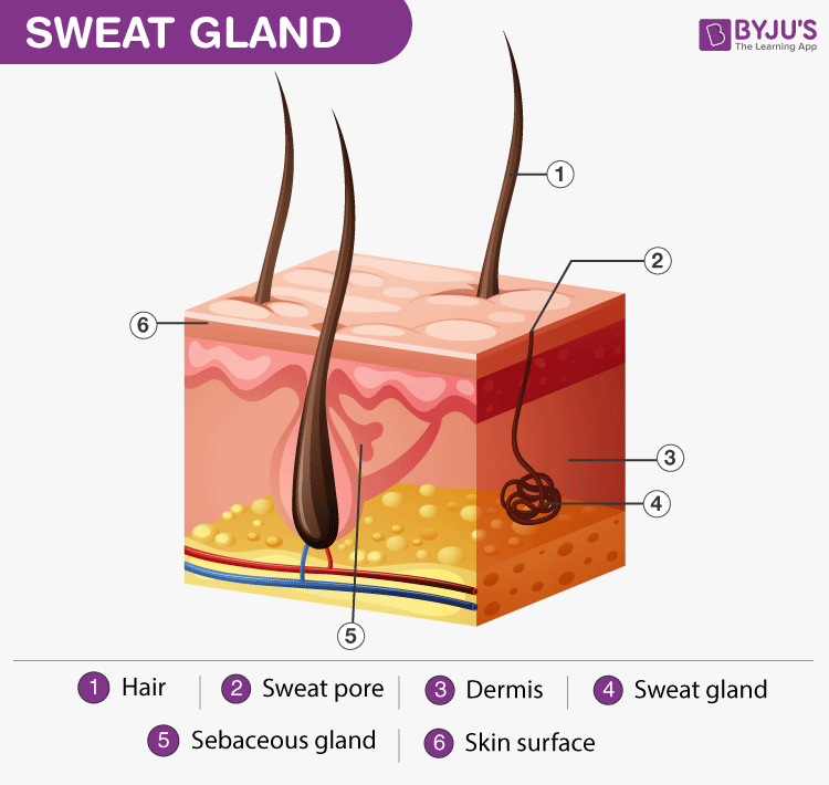 Sweat And Hyperhidrosis