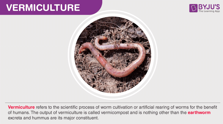 Vermiculture- Process, Components, Merits and Safety Measures