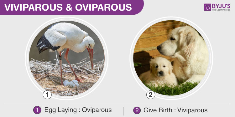 An Overview On Viviparous, Oviparous & Development Of Embryo