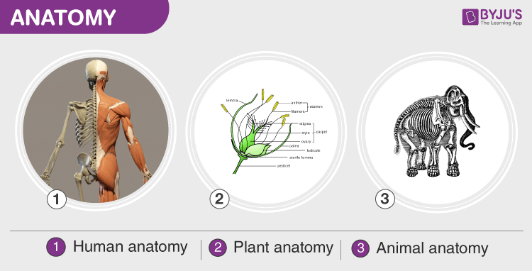 Types of Anatomy