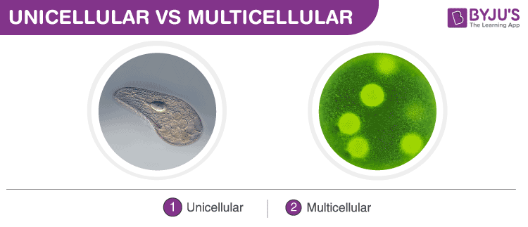 Number of Cells