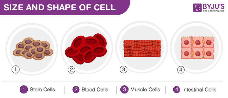 Size of cells