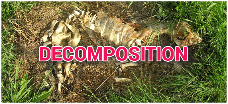 Decomposition - Types of Decomposition | Chemical Decomposition