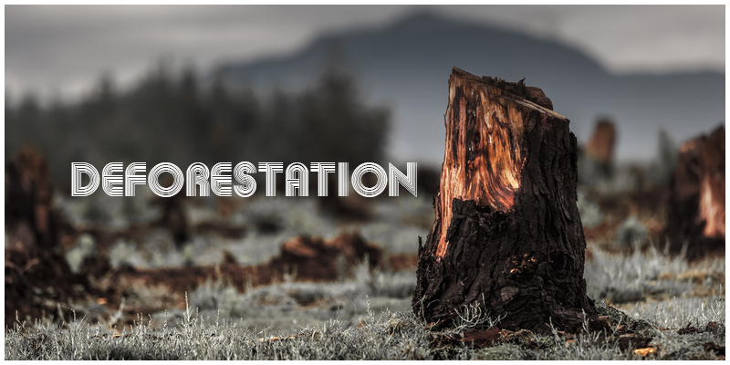 Deforestation - Definition | Causes and Effects of Deforestation