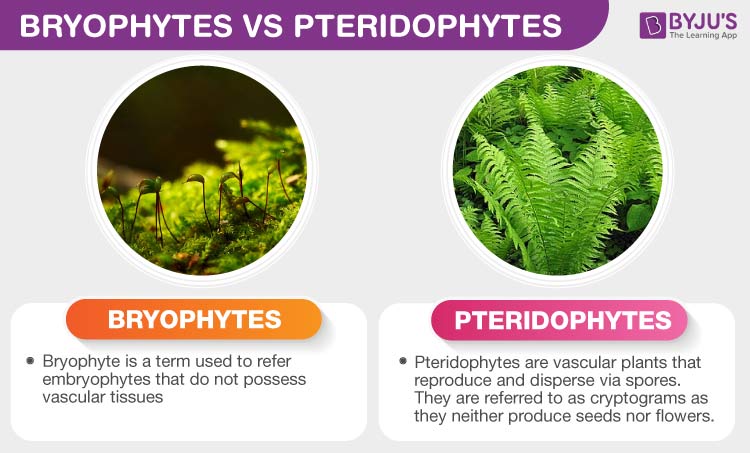 Difference Between Bryophytes And Pteridophytes Comparison Chart Images