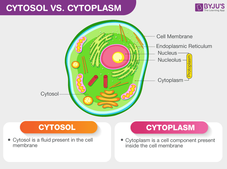 cytosol animal cell