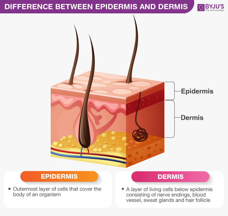 simple skin layers diagram