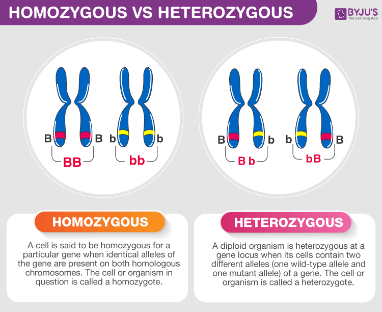 Difference Between Homozygous And Heterozygous 7685