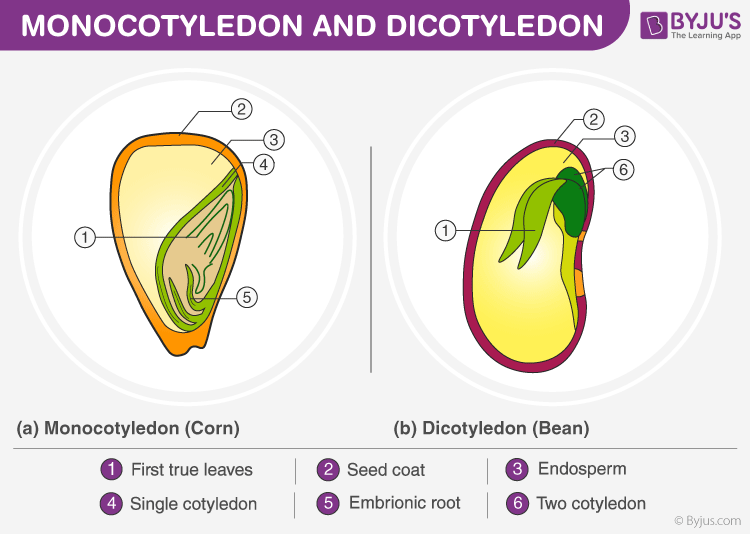 Difference between monocotyledon and dicotyledon