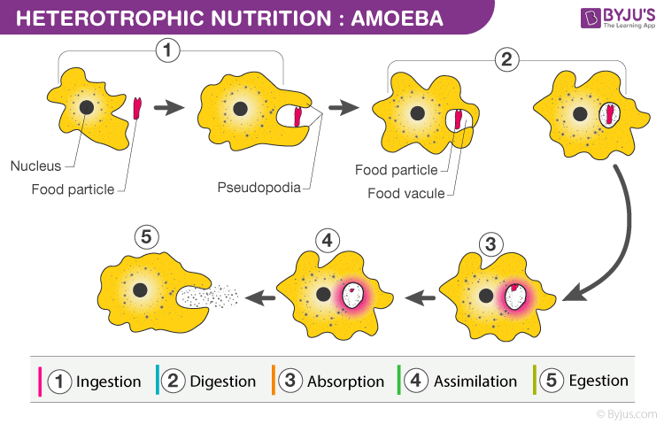 Heterotrophic Nutrition