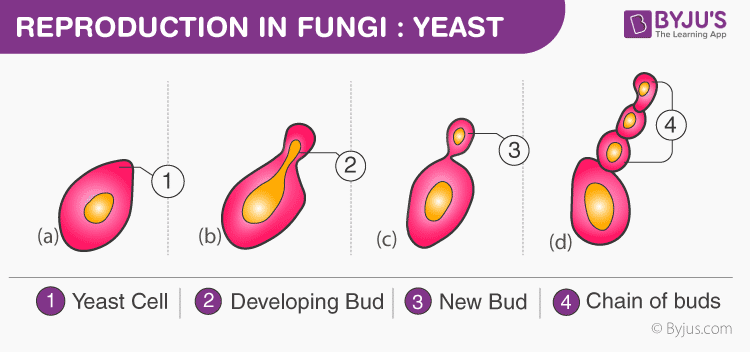 Fungi Classification Chart